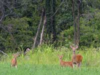 Deer