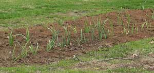 Topdressing peat moss