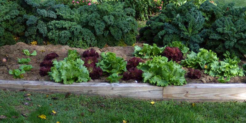 Fall lettuce