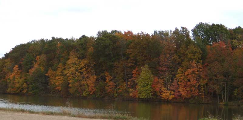 Fall foliage