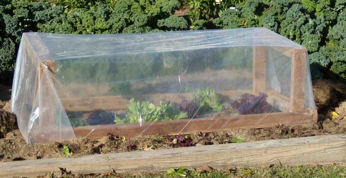 Cold frame