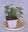 Sensitivity Plant