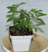 Sensitivity plant and frisbee